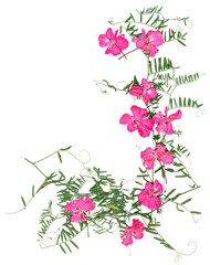 Obraz na płótnie Canvas application, a bouquet of dry geranium and sweet peas