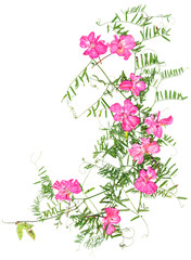 application, a bouquet of dry geranium and sweet peas
