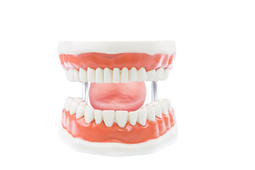 dental model,teeth model on white background