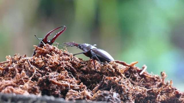 Stag beetle in the breeding season,Beetles ,Prosopocoilus astacoides 
