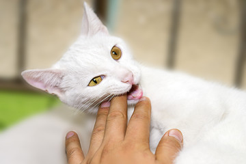 Gato atacando a su dueño