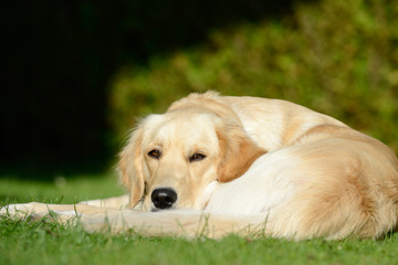 Naklejka na ściany i meble dog golden retriever lying on meadow and looking