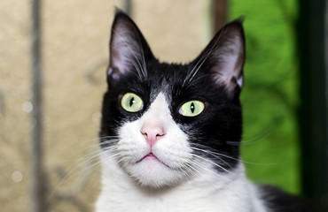 Gato de grandes ojos