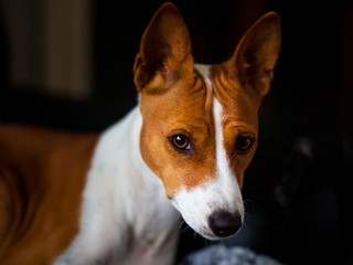 Winna the Basenji