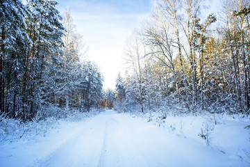 Trees in snow in the winter wood. Forest road. Latvia. Europe.