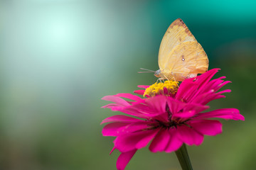 Closeup Butterfly on pink flower in natural.