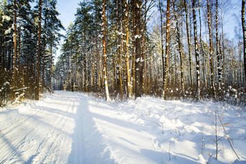 Trees in snow in the winter wood. Forest road. Latvia. Europe.