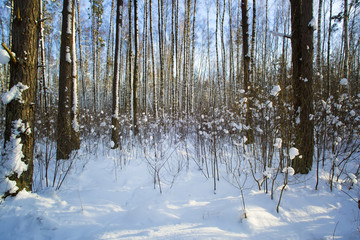 Trees in snow in the winter wood. Forest road. Latvia. Europe.