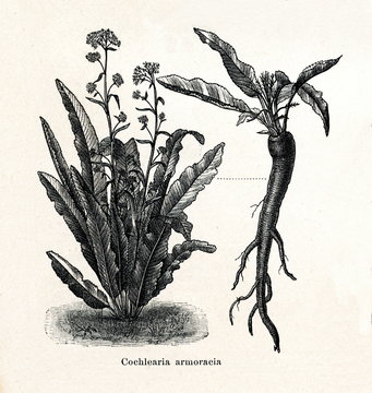 Horseradish (Armoracia rusticana, syn. Cochlearia armoracia); 10 - tapered root (from Meyers Lexikon, 1895, 7/288/289)
