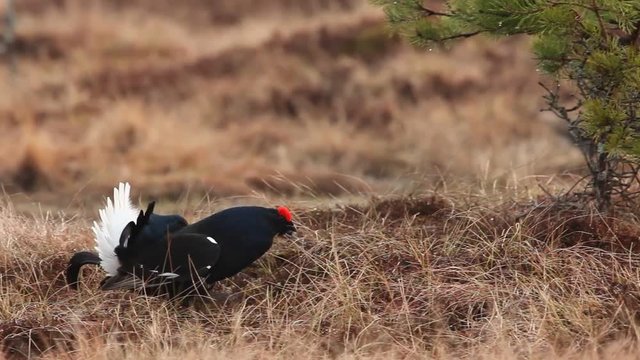 Black grouse lek in the bog early in the morning with forest in the background, Sweden 