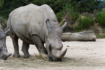Fototapeta premium Rhinocéros