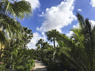 Fototapeta na wymiar Hotel path trough a tropical garden with palm trees.
