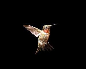 Fototapeta premium Hummingbird in Flight Isolated on a Black Background