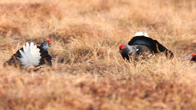 Black grouse lek in the bog early in the morning with forest in the background, Sweden 