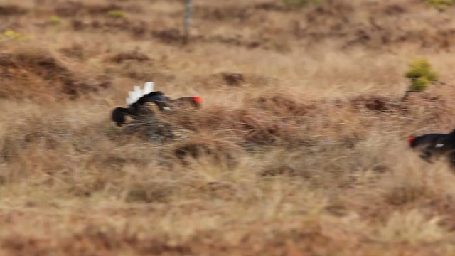 Black grouse lek in the bog early in the morning with forest in the background, Sweden 