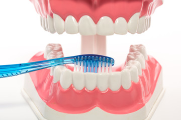 dental model,teeth model on white background