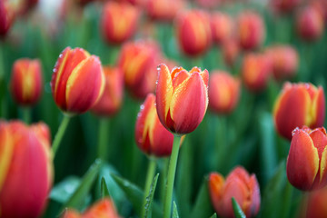 Fototapeta premium Flower tulips background. Beautiful view of red tulips 