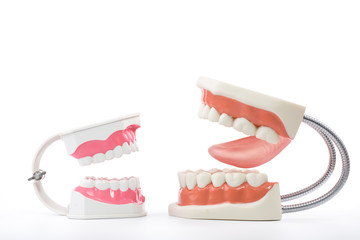 dental model,teeth model on white background