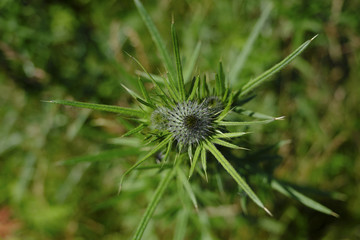 thistle