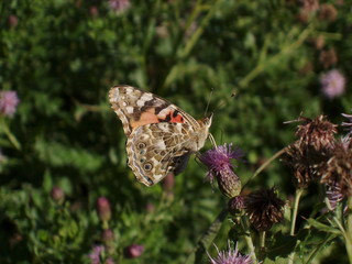 Painted Lady Butterfly on Thistle 