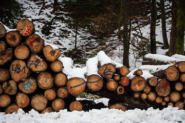 Logs in a german forest