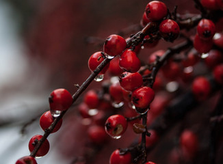 Red berries in winter
