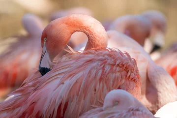 Fotobehang Flamingo portrait, wildlife Camargue © joern_gebhardt