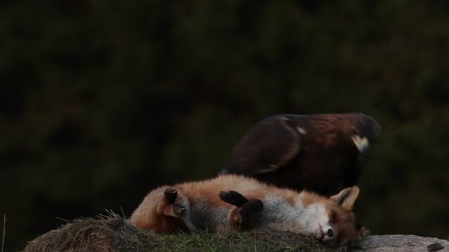 Golden Eagle, feeding on kill Red Fox in the forest, action feeding scene, attack in the forest, orange fur coat food, detail portrait of wild animals in the nature habitat, Norway. Dark forest. 