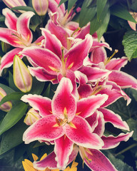 Obraz na płótnie Canvas Pink lily vintage toned