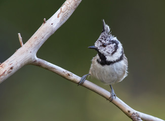 European crested tit