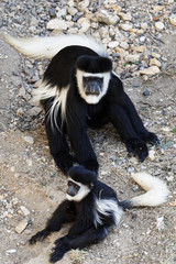 Singes Colobes