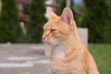 Portrait of ginger cat