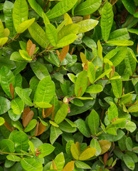 Green leaves for background