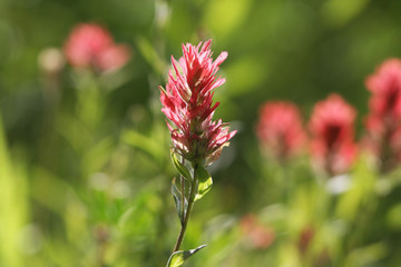 Indian Paintbrush