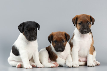 Fototapeta premium Family of purebred puppies smooth coat fox terrier, photographed