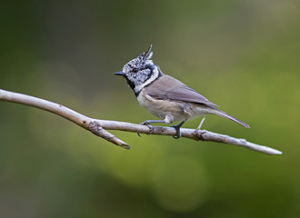 European crested tit