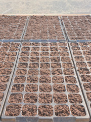 Vertical perspective view of cultivation tray full with wet peat