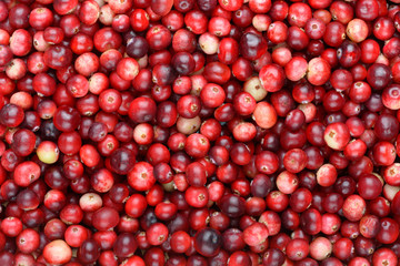 Red ripe cranberries background. Cowberry foxberry berries