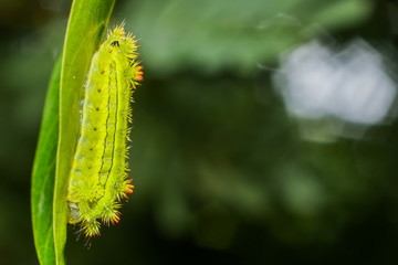 Poisonous Caterpillars, Order Lepidoptera
