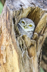 Spotted Owlet (Athene Brama) in tree hollow.