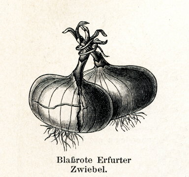 Erfurt blue red onions (from Meyers Lexikon, 1895, 7/288/289)
