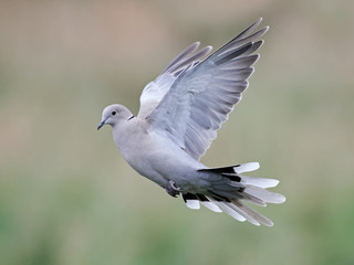 Eurasian collared dove (Streptopelia decaocto)