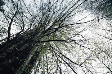 Naklejka premium Looking up through branches on a cloudy day