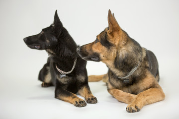 Schäferhunde