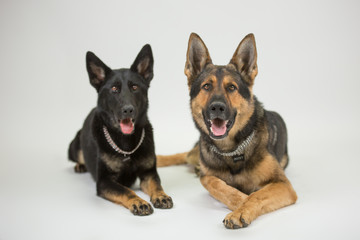 Schäferhund