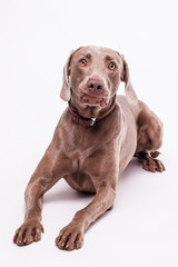 weimaraner