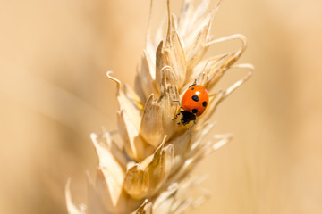 Ladybug