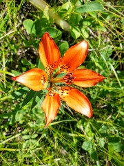 Orange Lily