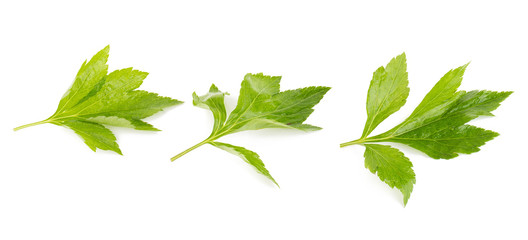 White mugwort on white background