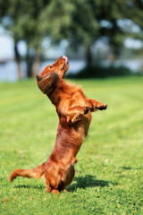 happy dachshund dog jumps up